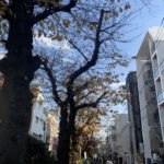都立大学駅近の呑川緑道桜並木