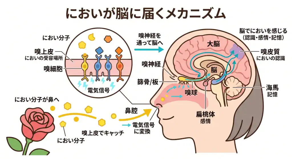 アロマオイルの香りが脳に伝わる仕組みの図解