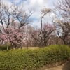 東松原にある羽根木公園