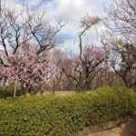 東松原にある羽根木公園